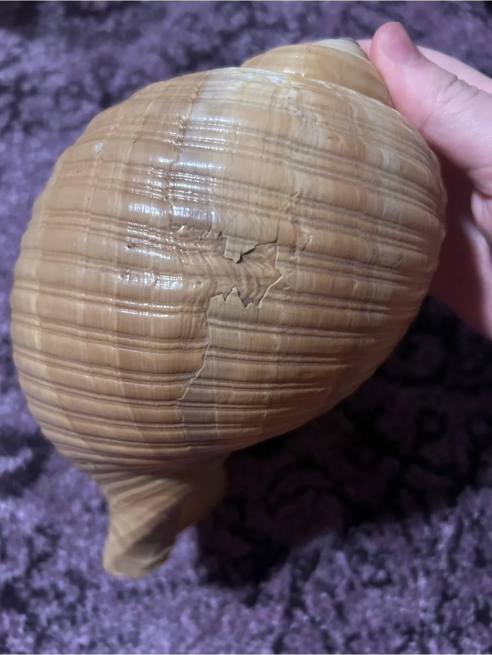 Natural Giant Tun Shell Decorative Shell